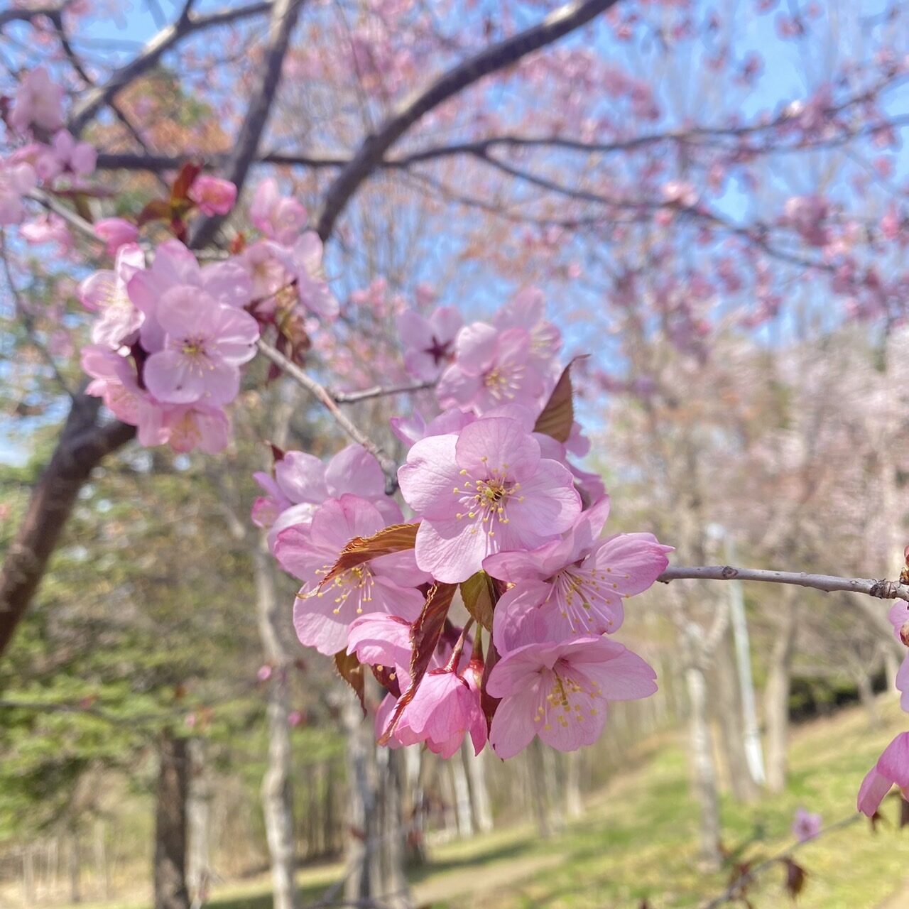 さくら🌸