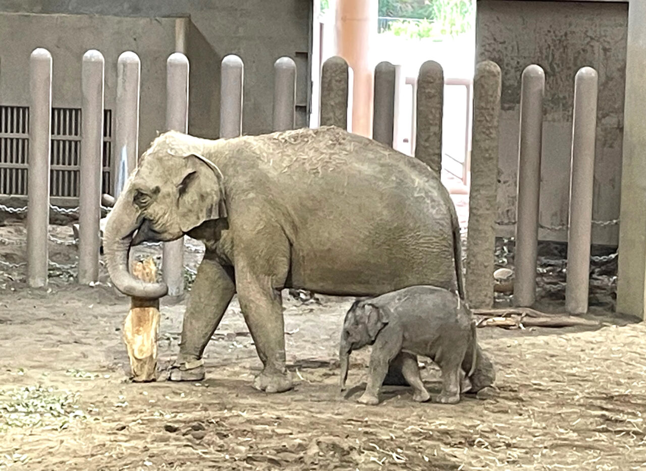 赤ちゃん🐘