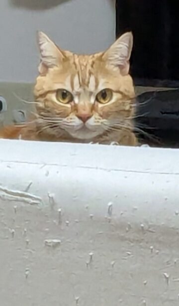 換毛期。。。