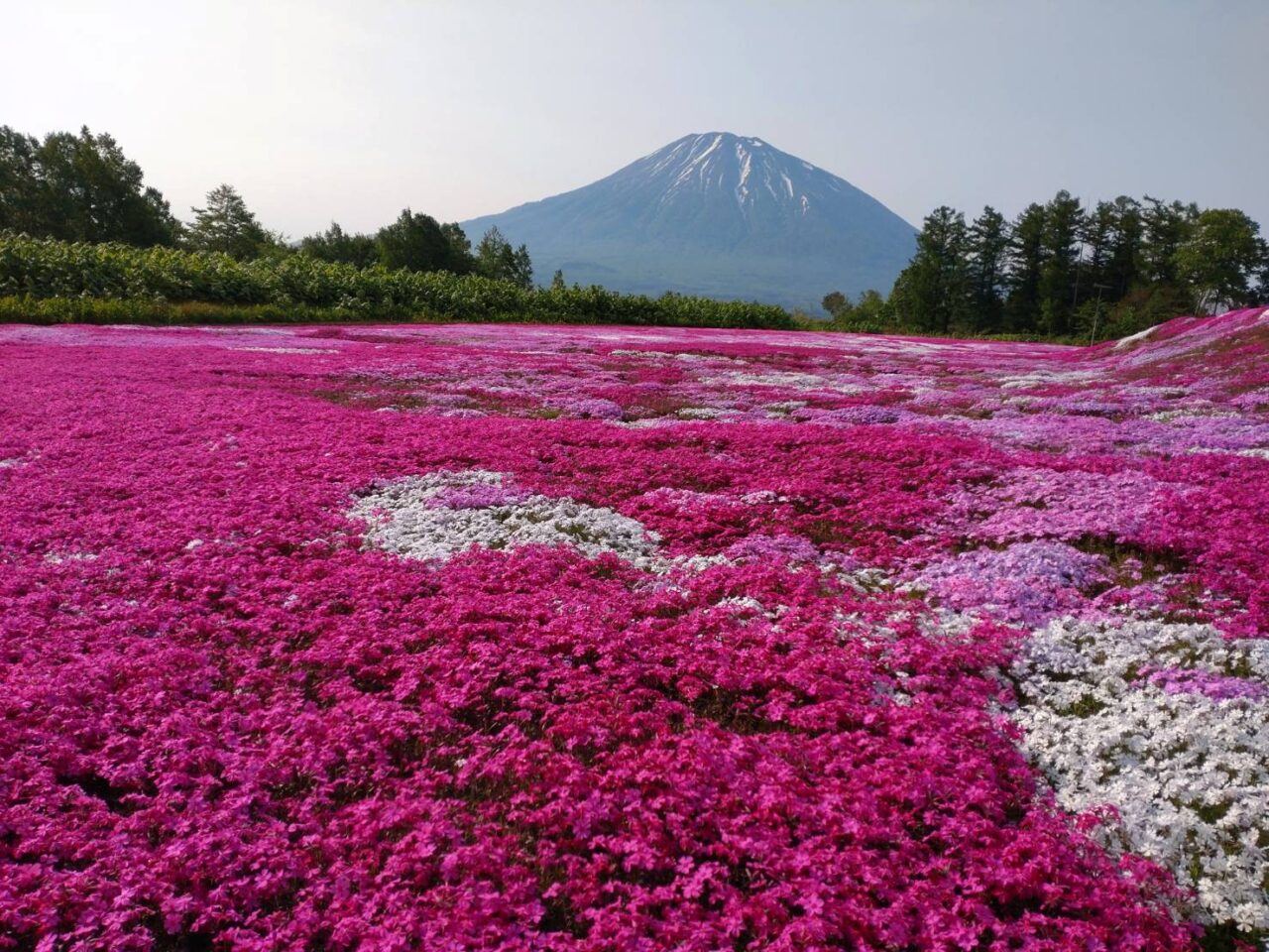 羊蹄山と芝桜🌸