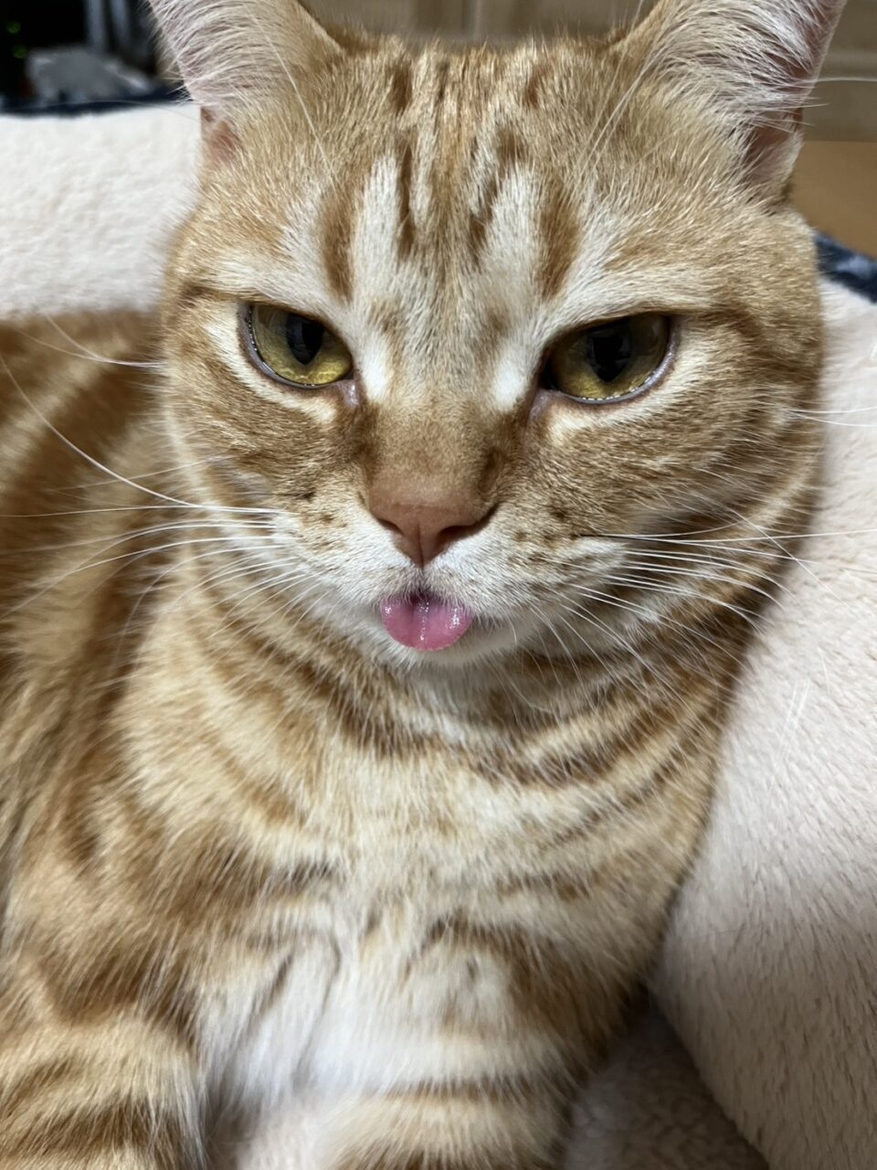 ブサカワブーム来た！